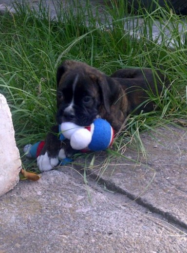 Jagger con su Pelota-Lazo-Peluche que tanto adora